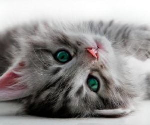 chat mort insecticide 18 juillet 2016 maison