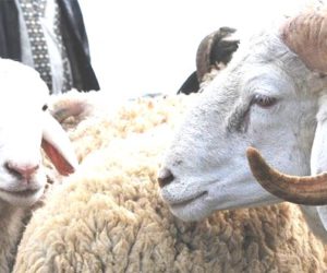 mouton aid 9 septembre 2016 food boisson