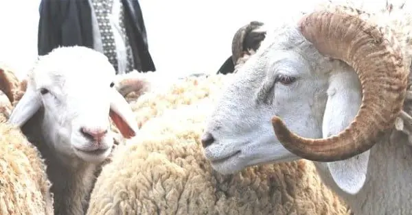 mouton aid 9 septembre 2016 food boisson