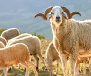 images moutons aid kebir   5 septembre 2016   food boissons 300x250 - Aid Al Adha: voici pourquoi il serait maintenu cette année!