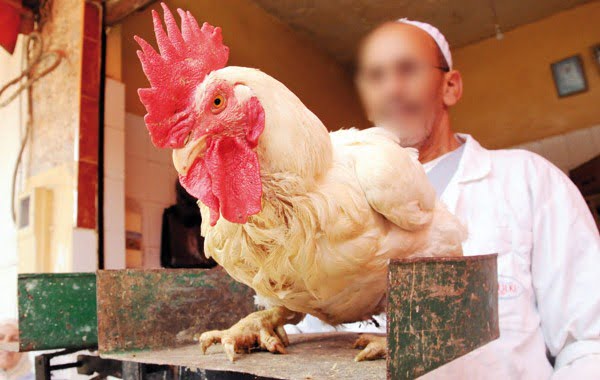 prix poulet vif 26 septembre 2016 food boissons
