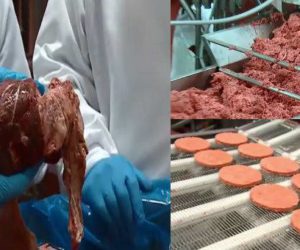 McDonald admet finalement ce que contient réellement leurs hamburgers!! Vidéo choquante.