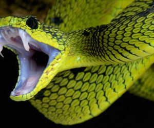 serpent 4 octobre 2016
