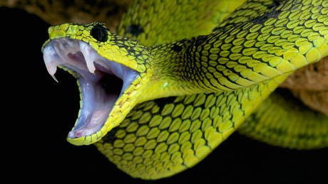 serpent 4 octobre 2016