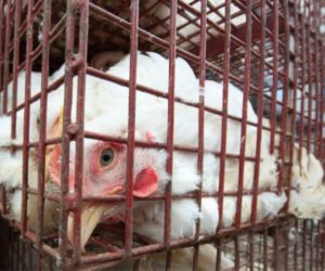 poulet en cage 300x250 - Poulet: des poussins brûlés vifs pour faire flamber les prix