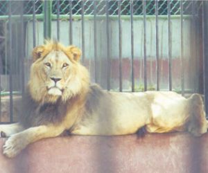 zoo ain sbaa 300x250 - Zoo Ain Sbaa : augmentation des tarifs, avant ouverture