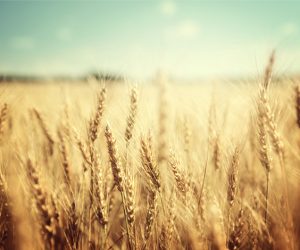 cereales 300x250 - Souveraineté alimentaire: le Maroc bien vulnérable face aux conséquences de la guerre en Ukraine