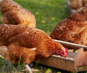 poulet fermier 300x250 - Al Hor ou quand le poulet beldi se crée une marque
