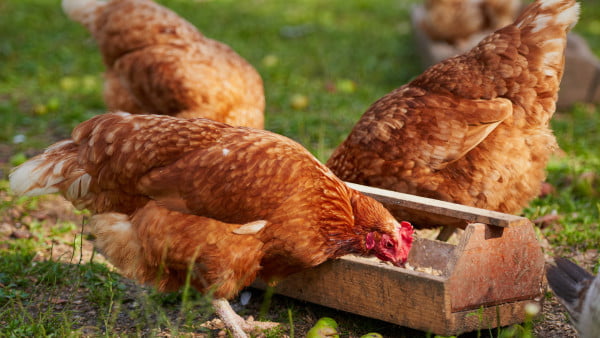 poulet fermier – Consonews - Premier site consommation au Maroc
