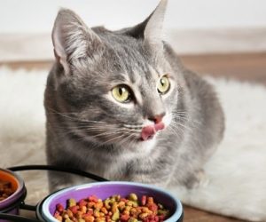 nourriture pour chat 300x250 - Nourriture pour chats : faites le quiz Vrai ou Faux
