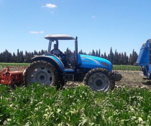 20160414 140525 300x250 - LA BETTERAVE A SUCRE DANS LES DOUKKALA: BILAN DE LA CAMPAGNE 2016-2017 (PHOTOS)