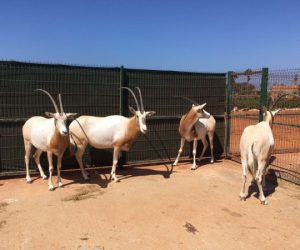 Gazelle Oryx Sindibad 300x250 - Loisirs: Sindibad intègre 4 Oryx rares à son zoo
