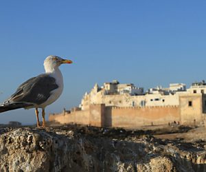 essaouira 300x250 - Essaouira, 2e destination “tendance” en 2025 pour les Allemands