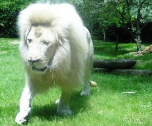 lion blanc 300x250 - Zoo : un lion blanc et des panthères tachetées à Rabat