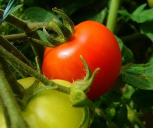 tomate 300x250 - Flambée des prix de la tomate: les intermédiaires font la loi