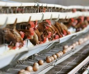 poules pondeuses 300x250 - Poulet : le "croisé" à éviter?