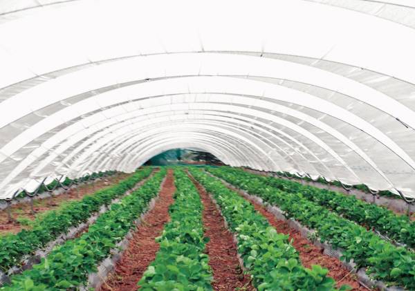 Agriculture Thumb - La production agricole marocaine dépasse les attentes
