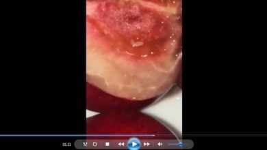 cerise contaminee 390x220 - Alerte! Des cerises comportant des vers! (Vidéo)