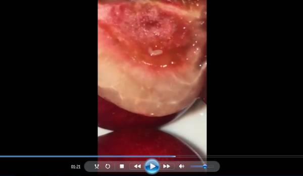 cerise contaminee - Alerte! Des cerises comportant des vers! (Vidéo)