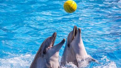 dauphins 390x220 - Loisirs: Les dauphins font leur show à Agadir