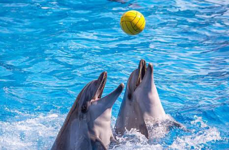Loisirs: Les dauphins font leur show à Agadir dauphins - Loisirs: Les dauphins font leur show à Agadir