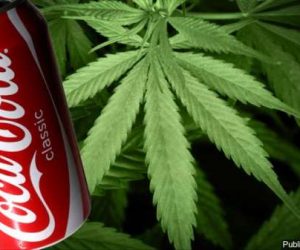 Coca Cola Cannabis 300x250 - Bientôt du cannabis dans les boissons Coca Cola?