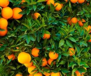 orange agrumes 300x250 - Incroyable mais vrai! On jette des oranges au Maroc!