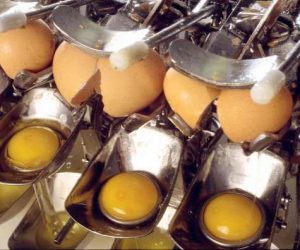 ovoproduits oeufs 300x250 - Les oeufs ukrainiens arrivent!