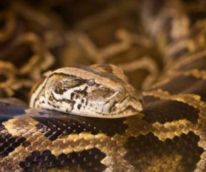 serpent geant 300x250 - Crocoparc Agadir: la famille des reptiles s'agrandit