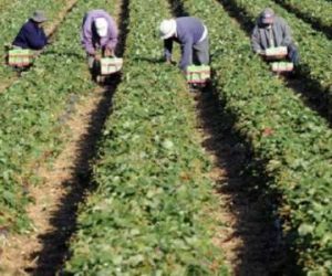 emploi agricole 300x250 - Une batterie de mesures en prévision de la campagne agricole 2022-2023