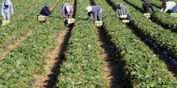 emploi agricole – Consonews - Premier site consommation au Maroc
