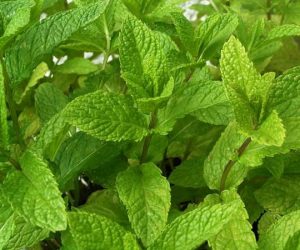 menthe 1 300x250 - Menthe Toxique: après Agadir, alerte sur Tanger et région!