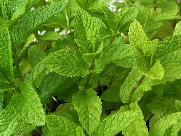 menthe – Consonews - Premier site consommation au Maroc