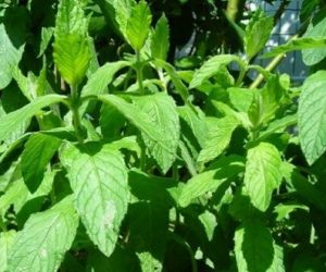 menthe 300x250 - Pesticides: la menthe de Souss-Massa-Daraa jugée dangereuse
