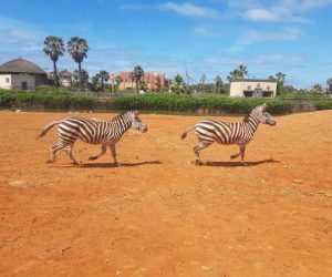 IMG 20190508 WA0003 300x250 - SIAM & CHATA, un couple de Zèbres s’installe dans le Zoo du Parc sindibad