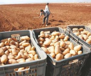 pommes de terre 300x250 - 60.000 tonnes de semis de pommes de terre ont été importés par le Royaume