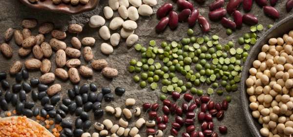 salon céréales - Les professionnels des Céréales et Légumineuses en conclave à Berrechid