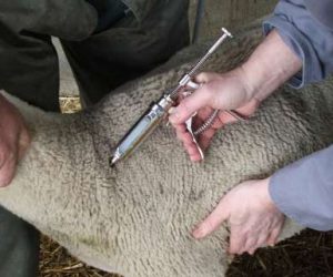 vaccin onssa mouton aid 300x250 - Fièvre aphteuse: L’ONSSA donne le coup d’envoi de la campagne nationale de vaccination du cheptel
