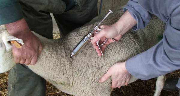 vaccin-onssa-mouton-aid – Consonews - Premier site consommation au Maroc