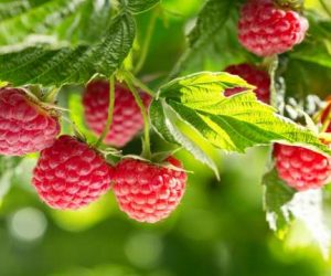 framboise 300x250 - Framboises marocaines autorisées en Amérique: l'Onssa jubile!