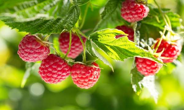 framboise – Consonews - Premier site consommation au Maroc
