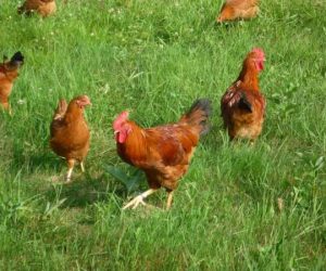 poulet fermier2 300x250 - Poulet Fermier: usurpation de label par la marque Vot'santé!