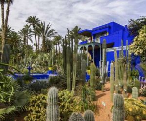 Marrakech : Le Jardin Majorelle et le Musée Berbère rouvrent leurs portes o jardin majorelle facebook 300x250 - Marrakech : Le Jardin Majorelle et le Musée Berbère rouvrent leurs portes