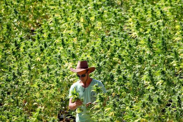 cannabis - Légalisation du cannabis : le projet de loi est passé