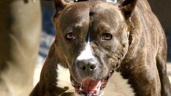 chien2 - La DGSN s’attaque au problème des chiens dangereux avec une stricte application de la législation