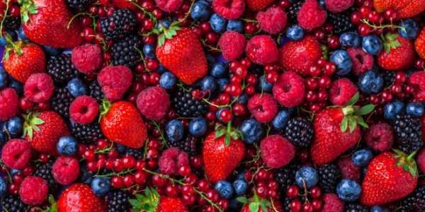fruits rouges maroc 4 660x330 1 - Fruits rouges : le Maroc est désormais plus compétitif que l’Espagne