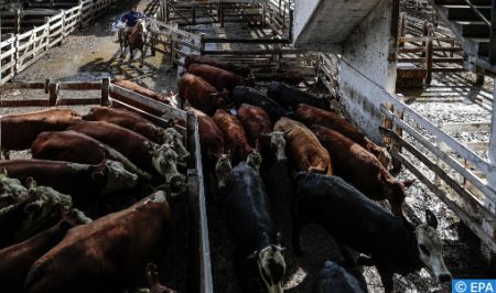 Sans titre622 - Soja, maïs et viande, le trio gagnant de l'économie argentine