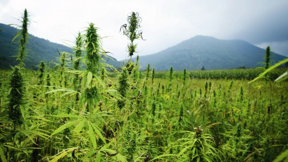 californie oregon l euphorique business du cannabis - Cannabis: c'est la ruée vers Ketama, le prix de l'hectare flambe