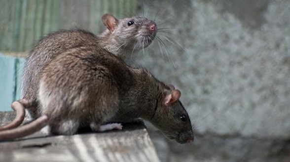 rats - Les archives de Casablanca détruites par les rongeurs
