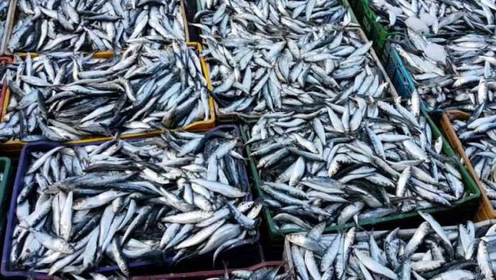 sardine poisson - Risque de flambée des prix du poisson à cause du mauvais temps